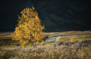 Autumn Colors