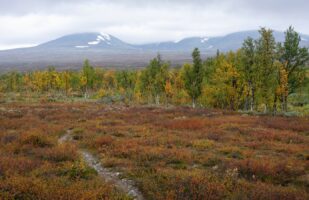 Below the treeline again