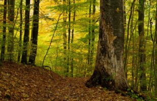 Forest in the Bode Valley (Harz)