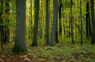 Beech Forest in Hainich NP