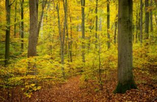 Autumnal Beech Forest - Hainich NP