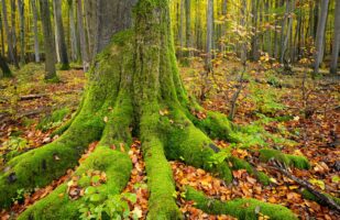 Tree Roots - Hainich NP