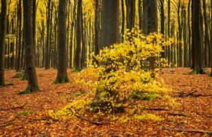 Windy Beech Forest (Spessart)