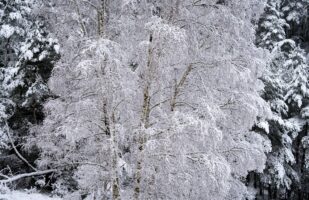 Snowy Birch