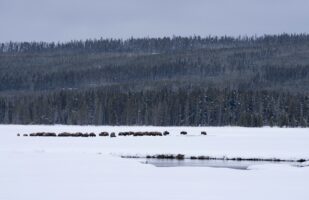 Bison Herd at Gibbon Meadows