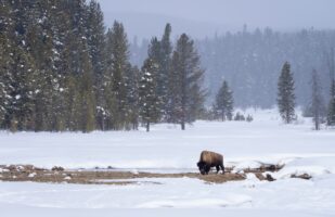 Bison near Norris Geyser Basin