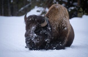 Bison on the Road