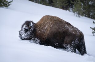 Bison in Deep Snow