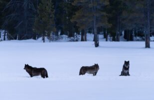 Wolves at Gibbon Meadows