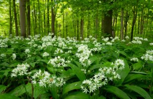 Wild Garlic Hainich I