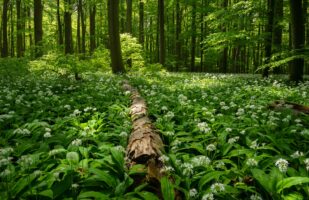 Wild Garlic Hainich II