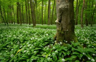 Wild Garlic Hainich III