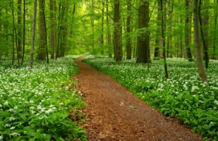 Hainich - Forest Trail
