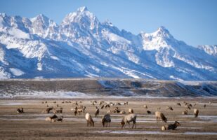 Elk Refuge near Jackson