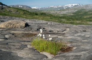 Cotton grass growing on rocks