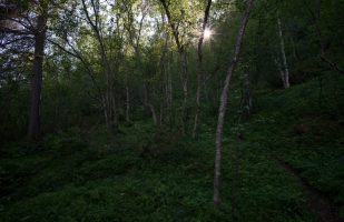 Forest in Beiardalen