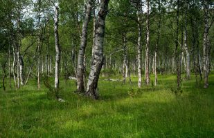 Birch forest in Tverrådalen