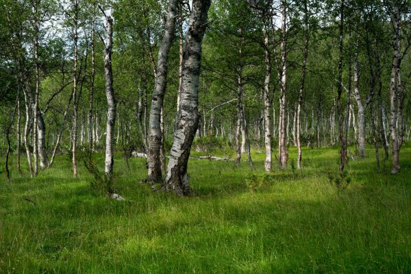 Birch forest in Tverrådalen