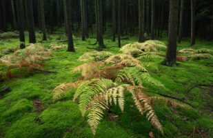 Moss & Ferns