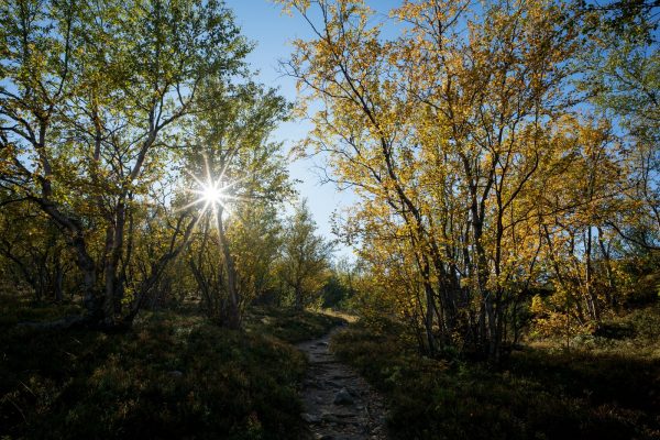 Colorful forest