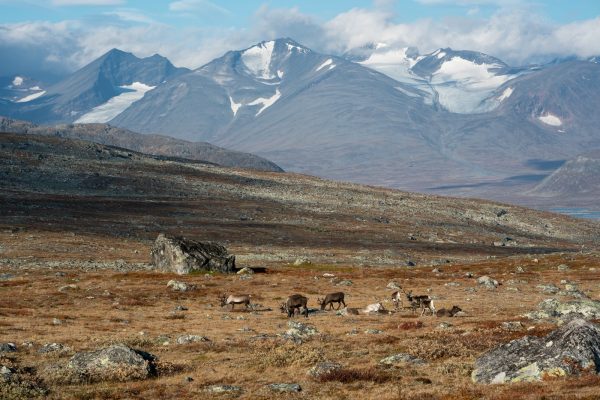 Reindeer herd with the Sarek peaks in the background