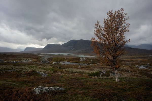 View towards Sijddoädno with lake at 748m; I like the lonely birch.