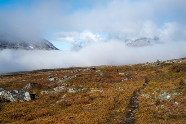 Mist in Rapadalen