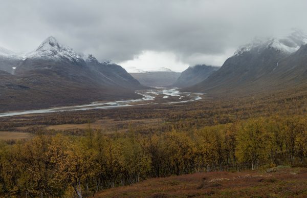 View from the treeline