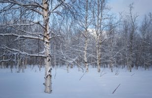 Wintry birch forest