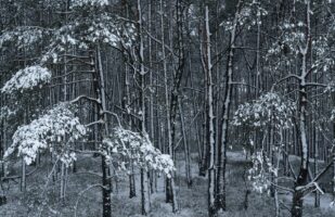 Snowy Forest I