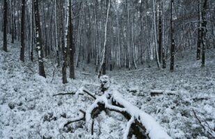 Snowy Forest II
