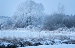 Frosty Trees