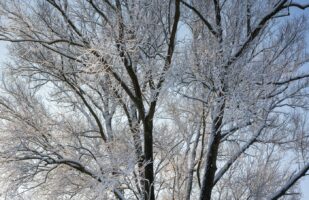 Frosty Limbs