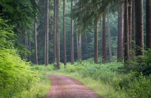 Woodland walk