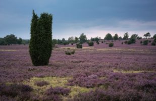 Lone Juniper