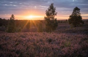 Violet sunset