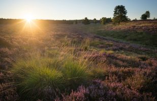 Heather at sunrise