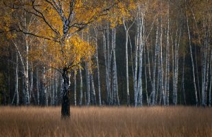 Glowing tree