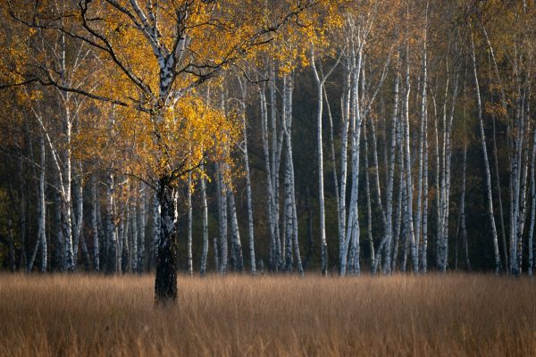 Glowing tree