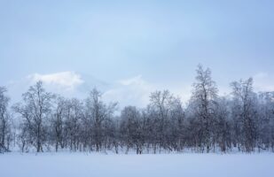 Frosted Trees