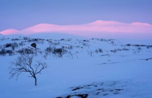 Pink Morning Light