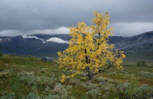 First signs of autumn