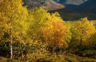 Autumn colors (Tarradalen)