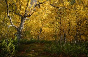 Bright autumn (Tarradalen)