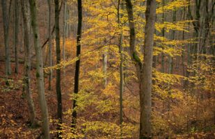 Autumnal Forest