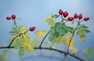 Rosehips