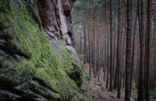 Rock Wall in the Pine Forest