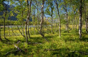 Birch grove