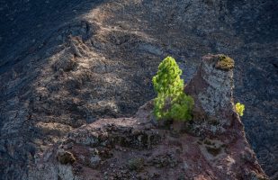 Lonely Pine