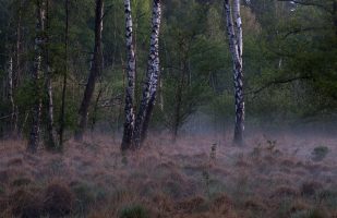 Birch trees and morning mist